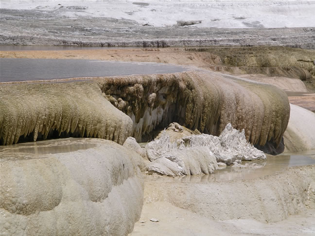 images/J-Canary Spring (6).jpg